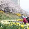봄의 절정, 충훈벚꽃길 물든다…안양충훈벚꽃축제 11~12일 개최