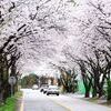 벚꽃 나들이 오세요!!!.....벚꽃 구경 멀리 갈 이유 없다, 광주에 다 있으니까