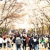 인천대공원 벚꽃축제, 이틀간 25만 나들이객 다녀가